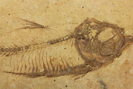 アメリカ魚化石、ゴシウテクティス(Gosiutichthys)（その7）
