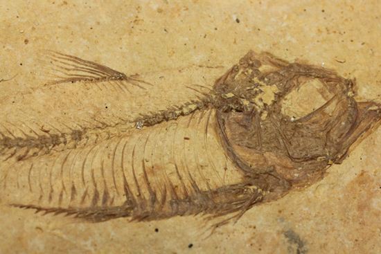 アメリカ魚化石、ゴシウテクティス(Gosiutichthys)(その7)