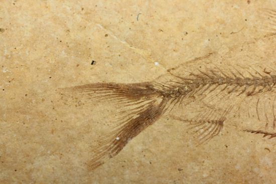 アメリカ魚化石、ゴシウテクティス(Gosiutichthys)（その8）