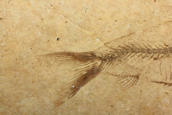 アメリカ魚化石、ゴシウテクティス(Gosiutichthys)(その8)