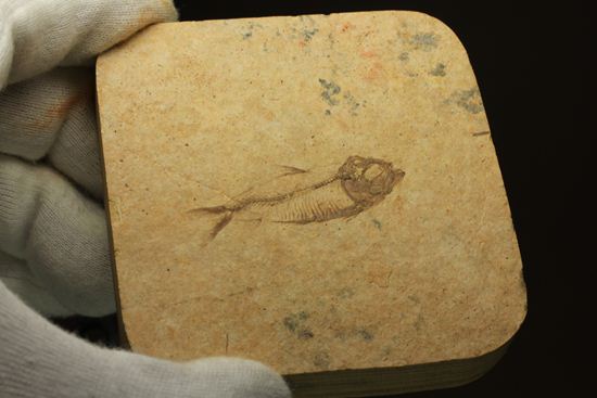 アメリカ魚化石、ゴシウテクティス(Gosiutichthys)（その9）