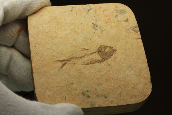 アメリカ魚化石、ゴシウテクティス(Gosiutichthys)(その9)