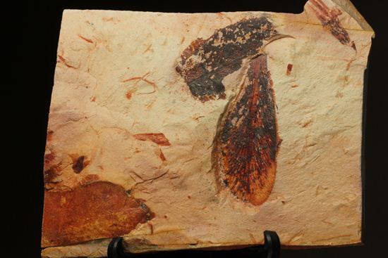 大陸移動説の証拠となった植物化石グロソプテリス(Glossopteris sp.)(その1)