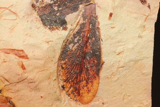 大陸移動説の証拠となった植物化石グロソプテリス(Glossopteris sp