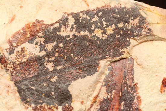 大陸移動説の証拠となった植物化石グロソプテリス(Glossopteris sp.)(その3)