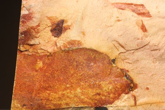 大陸移動説の証拠となった植物化石グロソプテリス(Glossopteris sp.)(その4)