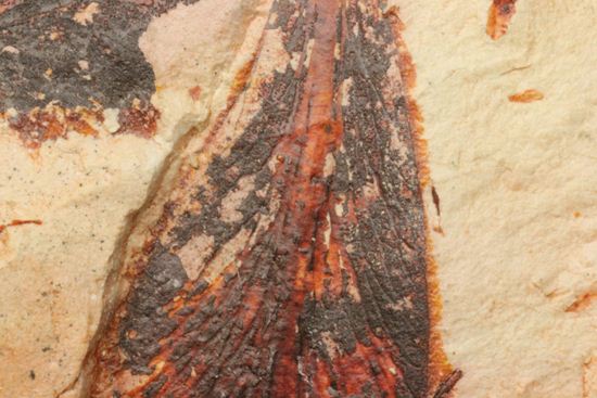 大陸移動説の証拠となった植物化石グロソプテリス(Glossopteris sp.)(その5)