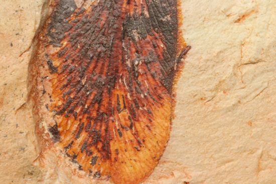 大陸移動説の証拠となった植物化石グロソプテリス(Glossopteris sp.)（その6）