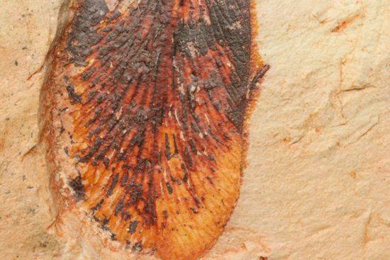 大陸移動説の証拠となった植物化石グロソプテリス(Glossopteris sp.)(その6)