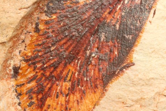 大陸移動説の証拠となった植物化石グロソプテリス(Glossopteris sp.)(その7)