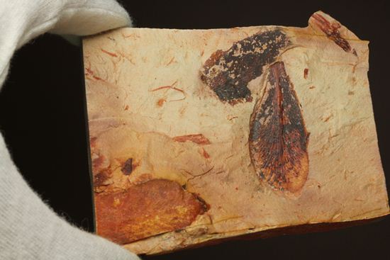 大陸移動説の証拠となった植物化石グロソプテリス(Glossopteris sp.)(その8)