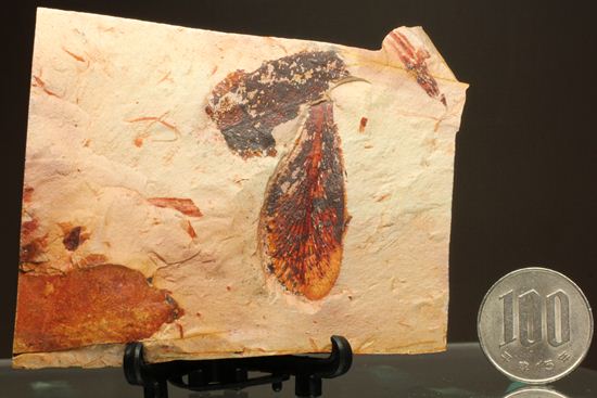 大陸移動説の証拠となった植物化石グロソプテリス(Glossopteris sp.)(その9)
