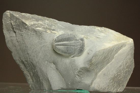 自由頬が半分残りました！エルラシア三葉虫（その1）