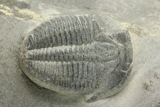 自由頬が半分残りました！エルラシア三葉虫（その2）