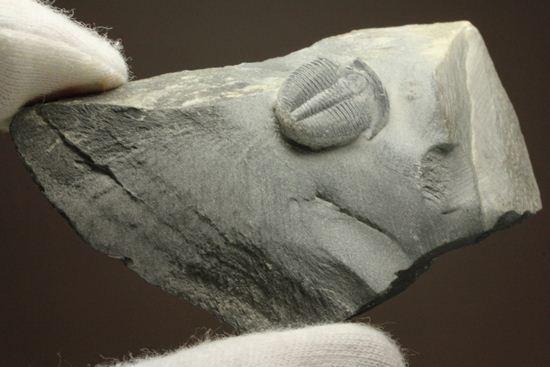 自由頬が半分残りました！エルラシア三葉虫（その4）