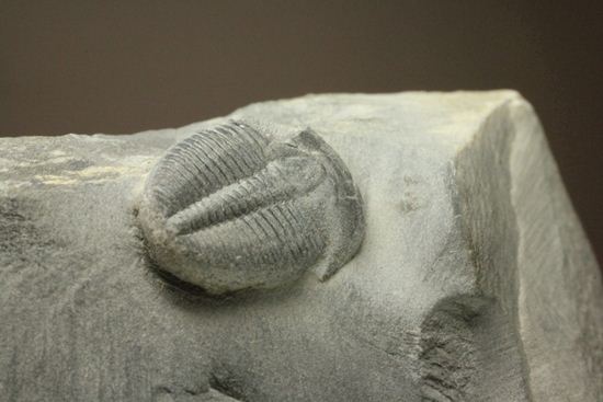 自由頬が半分残りました！エルラシア三葉虫（その6）