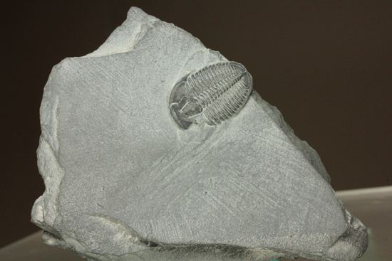 母岩付きのエルラシア三葉虫化石（その1）