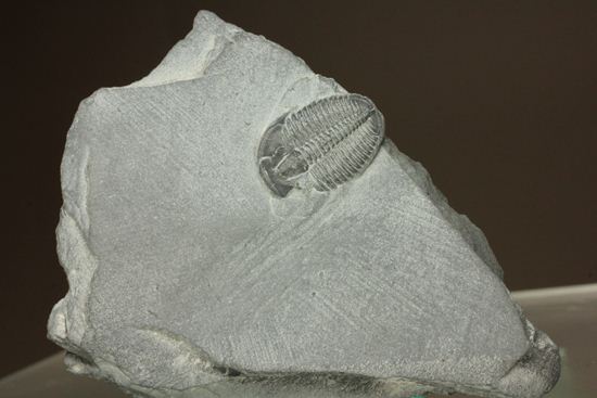 母岩付きのエルラシア三葉虫化石(その1)
