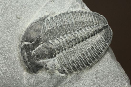母岩付きのエルラシア三葉虫化石(その2)