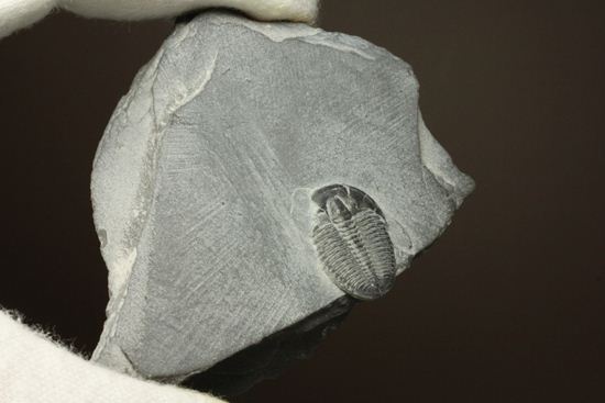 母岩付きのエルラシア三葉虫化石（その3）