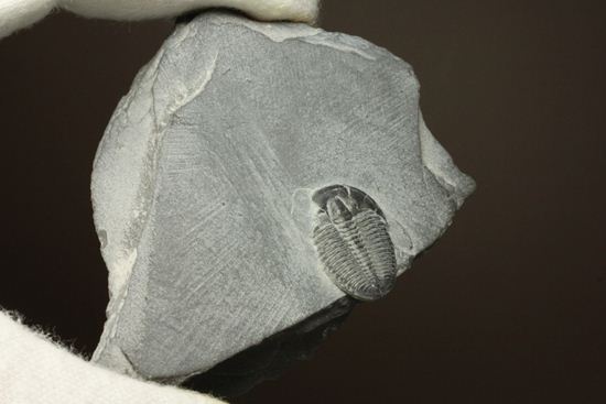 母岩付きのエルラシア三葉虫化石(その3)