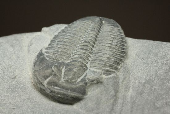 母岩付きのエルラシア三葉虫化石（その4）