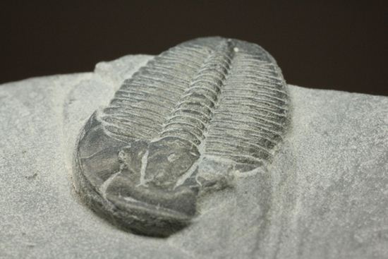 母岩付きのエルラシア三葉虫化石(その4)