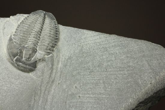 母岩付きのエルラシア三葉虫化石(その5)