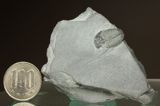 母岩付きのエルラシア三葉虫化石(その6)