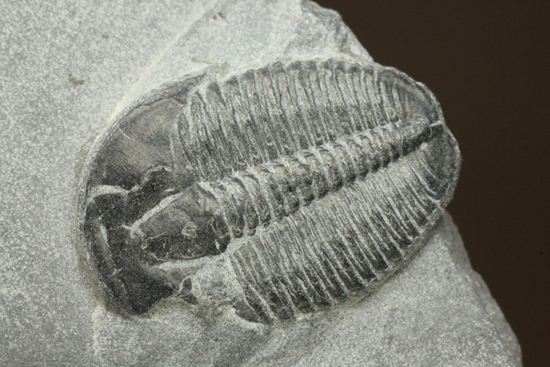 母岩付きのエルラシア三葉虫化石（その7）
