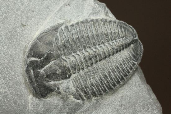 母岩付きのエルラシア三葉虫化石(その7)