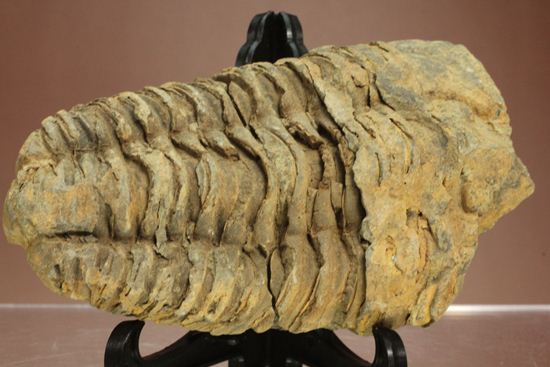 モロッコ産オルドビス紀三葉虫 ディアカリメネ・ウーズレグイ(Diacalymene ouzregui)(その1)