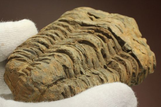モロッコ産オルドビス紀三葉虫 ディアカリメネ・ウーズレグイ(Diacalymene ouzregui)(その10)