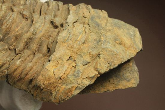 モロッコ産オルドビス紀三葉虫 ディアカリメネ・ウーズレグイ(Diacalymene ouzregui)(その11)