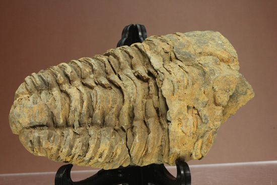 モロッコ産オルドビス紀三葉虫 ディアカリメネ・ウーズレグイ(Diacalymene ouzregui)(その12)