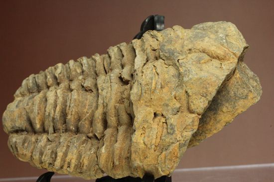 モロッコ産オルドビス紀三葉虫 ディアカリメネ・ウーズレグイ(Diacalymene ouzregui)(その4)