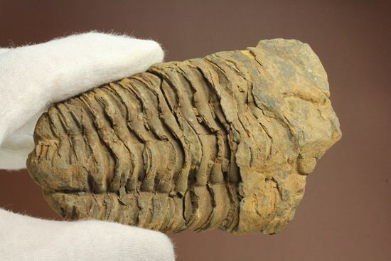 モロッコ産オルドビス紀三葉虫 ディアカリメネ・ウーズレグイ(Diacalymene ouzregui)(その6)
