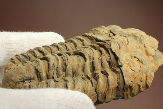 モロッコ産オルドビス紀三葉虫 ディアカリメネ・ウーズレグイ(Diacalymene ouzregui)(その8)