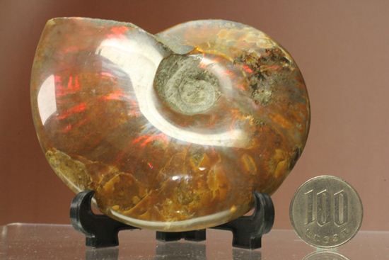 発色の強い太陽アンモナイト!マダガスカル産クレオニセラス(その17)
