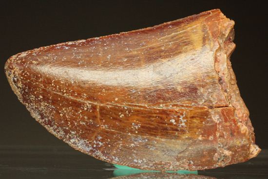 カルカロドントサウルスの歯（その1）