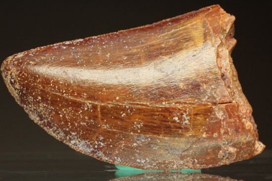 カルカロドントサウルスの歯（その17）