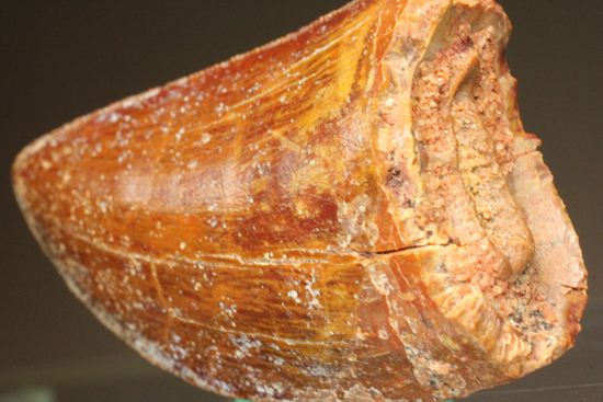 カルカロドントサウルスの歯（その5）