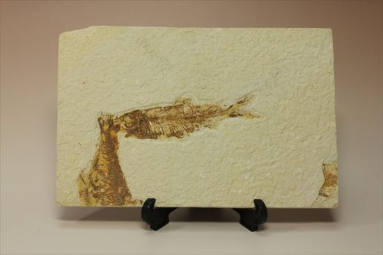 美しいグリーンリバー産の魚化石マルチプレート（その1）