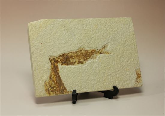 美しいグリーンリバー産の魚化石マルチプレート（その12）