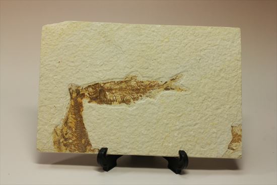 美しいグリーンリバー産の魚化石マルチプレート（その13）