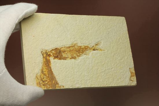 美しいグリーンリバー産の魚化石マルチプレート（その14）