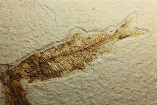 美しいグリーンリバー産の魚化石マルチプレート（その15）
