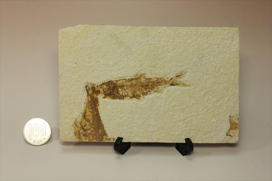 美しいグリーンリバー産の魚化石マルチプレート（その16）