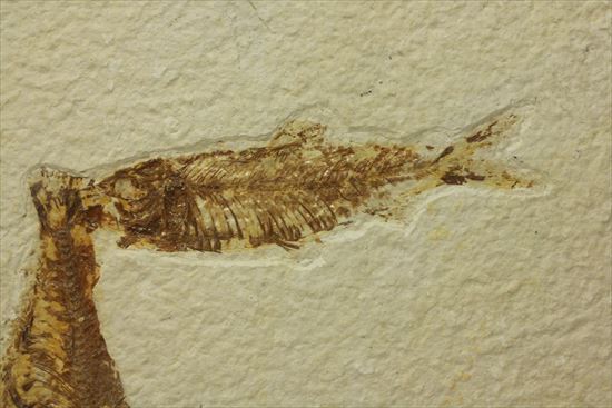 美しいグリーンリバー産の魚化石マルチプレート（その2）