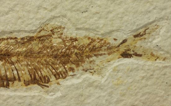 美しいグリーンリバー産の魚化石マルチプレート（その4）